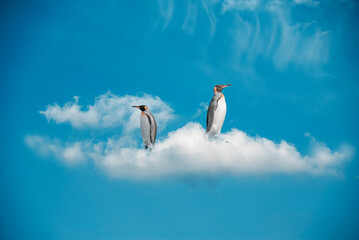 Photomontage, two penguins on a cloud, on a background of blue sky