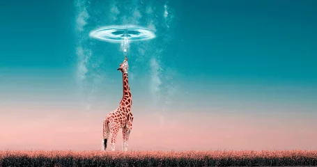 Gordijnen Photomontage, a giraffe under a circle of water and rain, in pastel colors © danimages