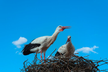 a couple of storks in the nest
