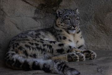 A snow leopard also called Panthera Uncia lies on a ledge and lurks for prey. What beautiful fur this animal has. Amazing nature.