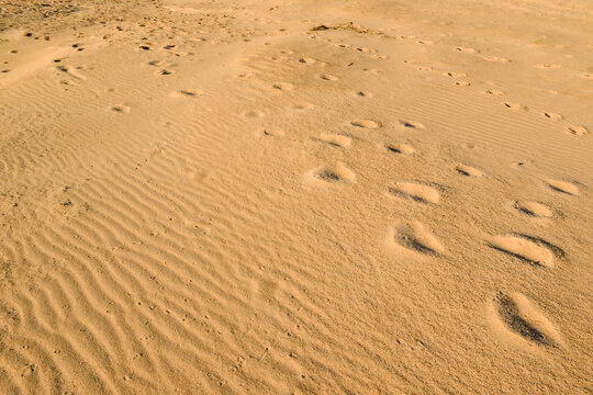 riverside sand,desert with footprints