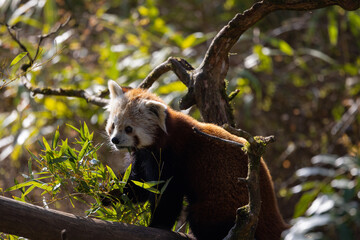 The red panda feeds mainly on bamboo and other plants. An extended wrist bone that functions like a real thumb forms a sixth finger.