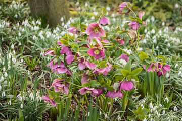 Fototapeta na wymiar Beautiful hellebore flowers in a spring garden