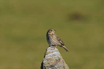 Corn Bunting (Emberiza calandra) perched on a rock