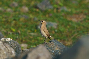 Isabelline Wheatear (Oenanthe isabellina) perched on a rock