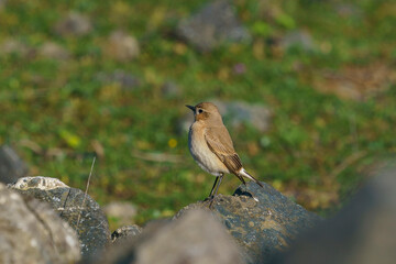 Isabelline Wheatear (Oenanthe isabellina) perched on a rock