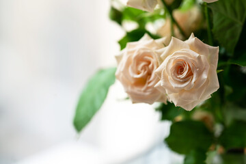 two delicate coral roses and green leaves on a light background