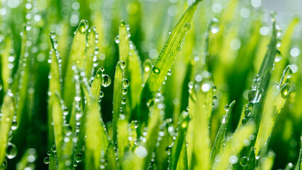 Fototapeta na wymiar macro wet spring green grass background with dew. natural beautiful water drop on leaf in sunlight, image of purity and freshness of nature, copy space. ecology, fresh wallpaper concept. banner ready