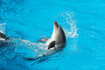 Obraz premium Dolphin swimming in pool at marine mammal park