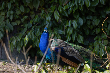 Naklejka premium The actual tail of the peacock is only 40 centimeters long. A kind of train of cover feathers up to one and a half meters long grows above it.