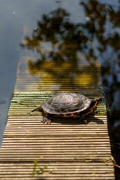 Yellow-eared Slider, Trachemys Scripta Is A Turtle Of The Family Emydidae.