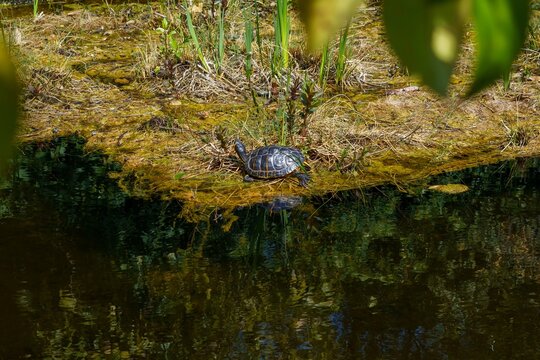 Yellow-eared slider, Trachemys scripta is a turtle of the family Emydidae.