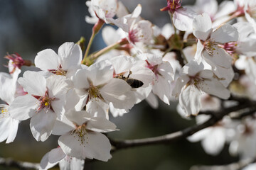Pollination of cherry blossoms, Japanese Garden, Herastrau Park, Bucharest City, Romania 