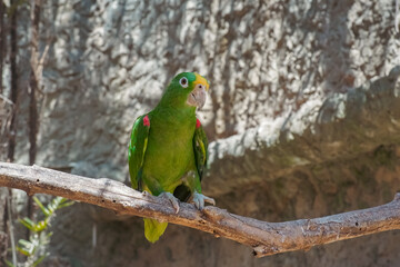 Yellow-headed Amazon Parrot Amazona oratrix Perched on Tree Branch