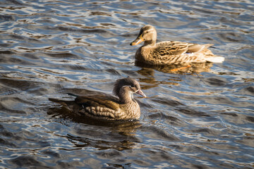 Female mandarin duck and female mallard on a pond