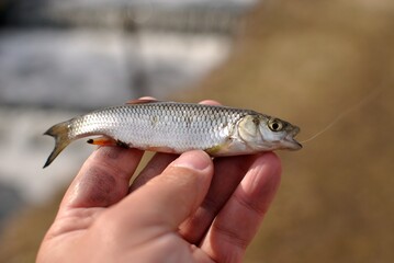 Spring fishing on the river, catch.