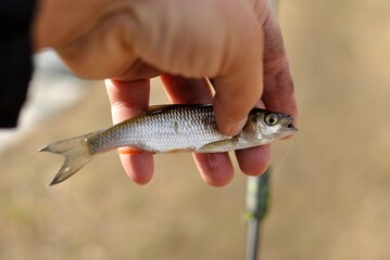 Spring fishing on the river, catch.