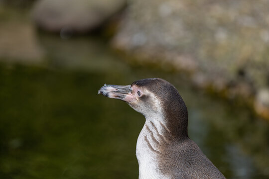 A great close-up of a Humboldt penguin, also known as Spheniscus humboldti. The penguin observes its surroundings and grooms itself.