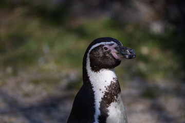 A great close-up of a humboldt penguin, also known as Spheniscus humboldti. The penguin observes its surroundings and grooms itself.