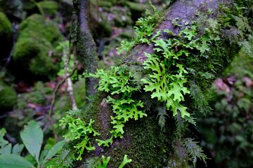 Obraz premium Close up of trunk with beautiful green lichen Lobaria, met on Madeira, Portugal