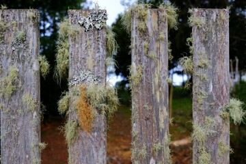 Fototapeta na wymiar Close up of old wooden fence overgrown with lichen - Usnea filipendula (Pseudevernia furfuracea)