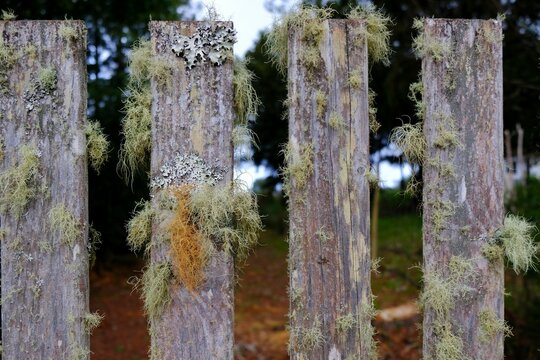 Close up of old wooden fence 
overgrown with lichen - Usnea filipendula (Pseudevernia furfuracea)