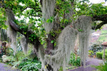 Beautiful Spanish moss (Tillandsia usneoides) on tree, met on Madeira, Portugal