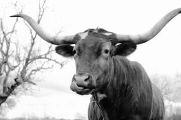 Naklejka premium Large horns of Texas longhorn cow closeup for rustic livestock portrait on farm.
