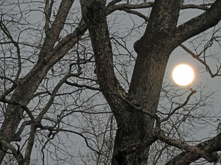 tree in the night with moon