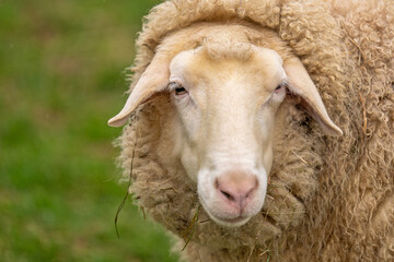 Schaf blickt direkt in die Kamera