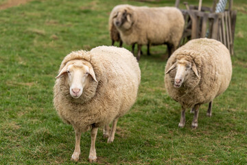 Gruppe von Schafe stehen auf Wiese