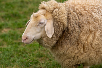 Profil von Schafkopf
