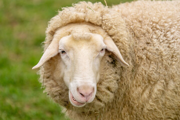 Obraz premium Portrait von Schaf