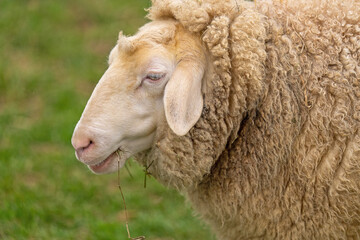 Schaf Kopf im Profil