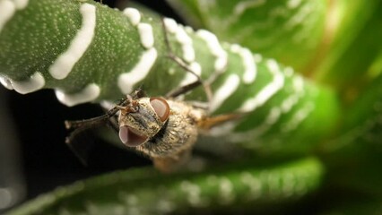 Gray winged fly insect sits on an evergreen succulent plant. Insect with wings on aloe leaves on isolated black background. Flora and fauna of nature on wallpaper. Slow motion ready 59.97fps.