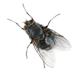 Fly insect isolated on white, top view 