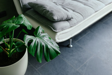 Monstera tree in a white pot, standing on a floor next to the sofa in the living room