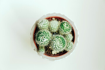 Top view of cactus in flowerpot on white table background