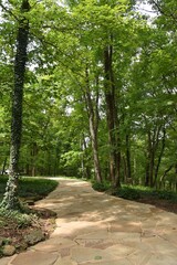 Path through trees