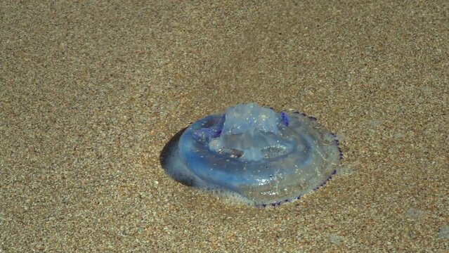 A large sea jellyfish thrown by the waves on a sandy shore
