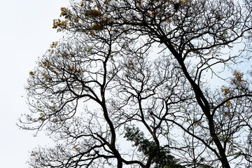 tree branches against blue sky