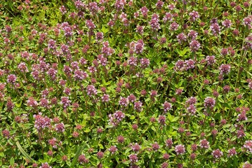 natural plant texture of many small lilac wild flowers in green vegetation in nature