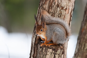 Red squirrel sitting on a tree branch in winter forest and nibbling seeds on snow covered trees background.