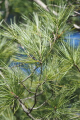 The green pine needles on thistree really stand out.