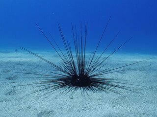 long spine sea urchin underwater  long spines moving in blue ocean scenery seaurchins