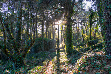 Natural forest with green lush trees with beautiful bright sun rays, Sintra, Portugal, Europe