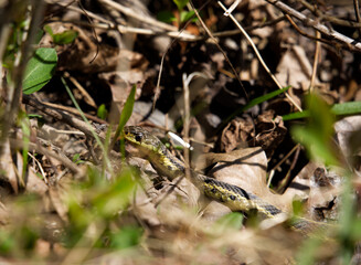 Garden snake in New Jersey looking straight