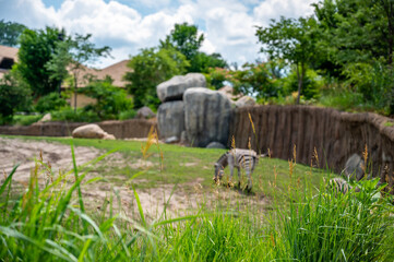 Selective focus on grass at a zoo with a blurred zebra visible in the distance