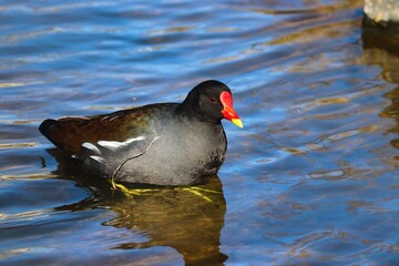 Teichralle steht im Wasser