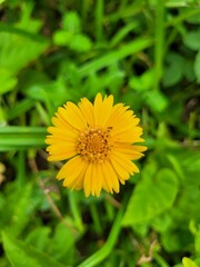 yellow flower